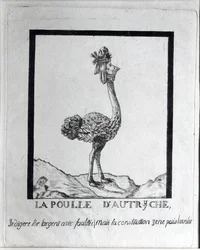 «La Poule d